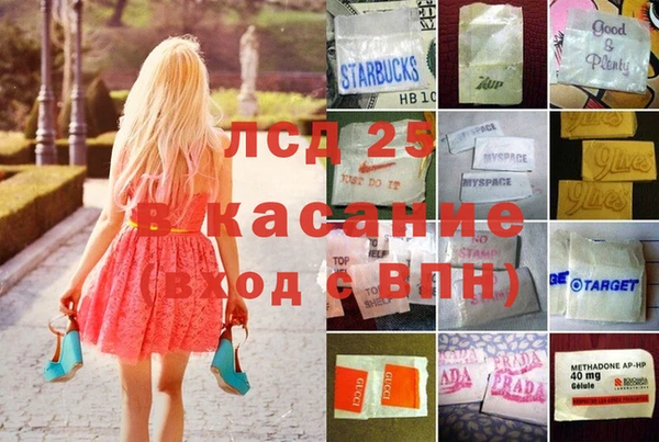 прущие грибы Сосновый Бор